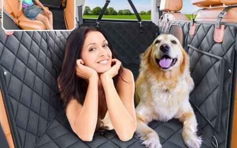 When Dogs Travel in the Car, the Back Seat Changes Quickly